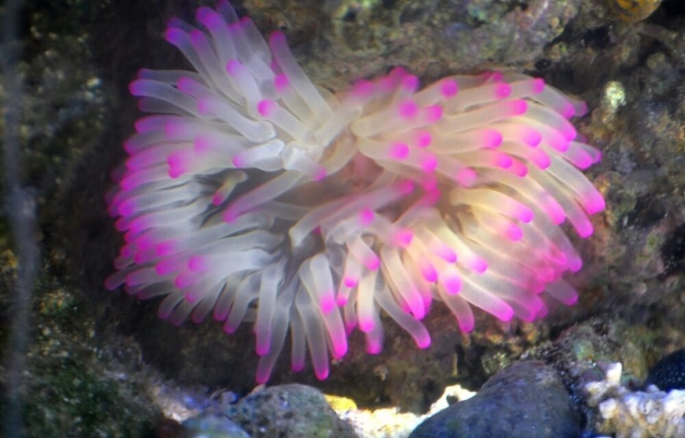 9940e27b6c0fa51b2e87a7e55c98dcae.jpg Anemona pink Tips caribe
