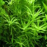 Planta Natural  Heteranthera zosterifolia