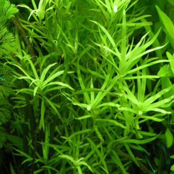 9a577463498932ebcda876bebf87c5fa.jpg Planta Natural Heteranthera zosterifolia