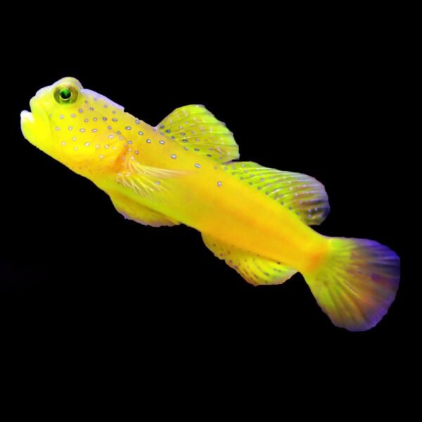 Yellow Watchman