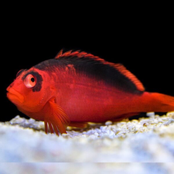 Flame Hawkifsh