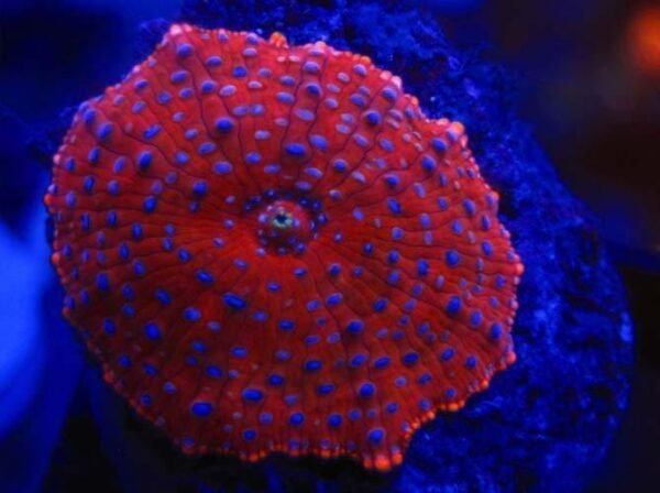 9d2d06f7662dbf6a0f933fc8acdd8244.jpg Superman Mushroom Coral (Rhodactis sp.)
