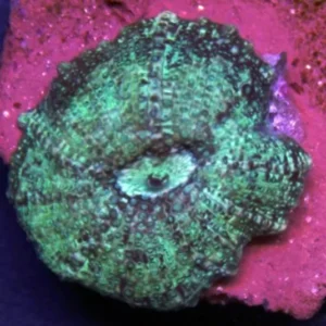 9e60b21aa085332c47eca5d2e1e638d6.webp Mushroom Marmoreto