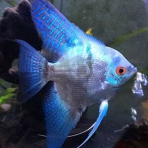 9ec3ec0cfec25467b0eedfcb12544899-1.jpg Acara bandeira Azul veu pequeno