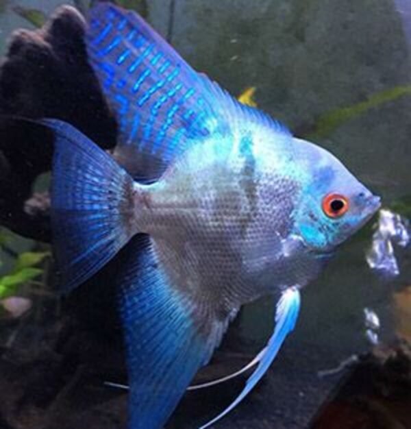 Acara bandeira Azul veu pequeno