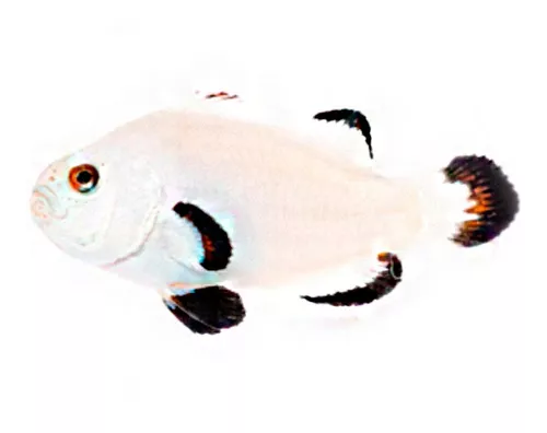 Peixe palhaço Snow Storm (Amphiprion ocellaris)