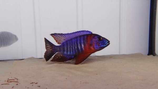 AULONOCARA RED SIDED AULONOCARA RED SIDED