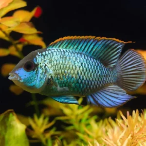 Acara Azul Acara Azul