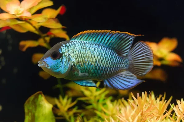 Acara Azul