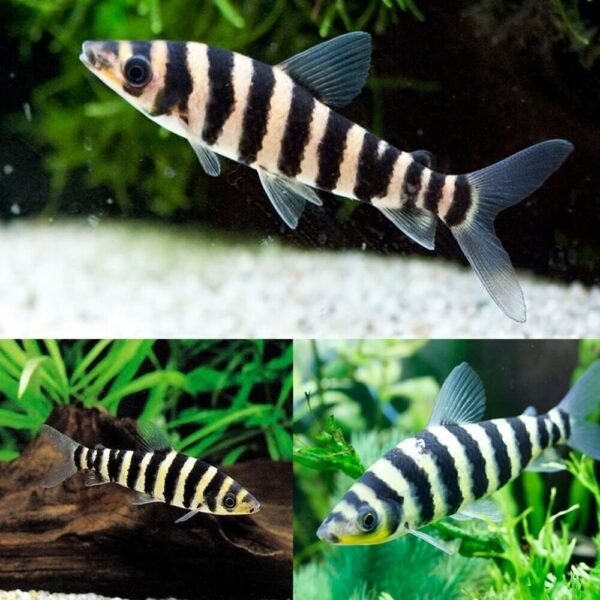 Leporinus fasciatus