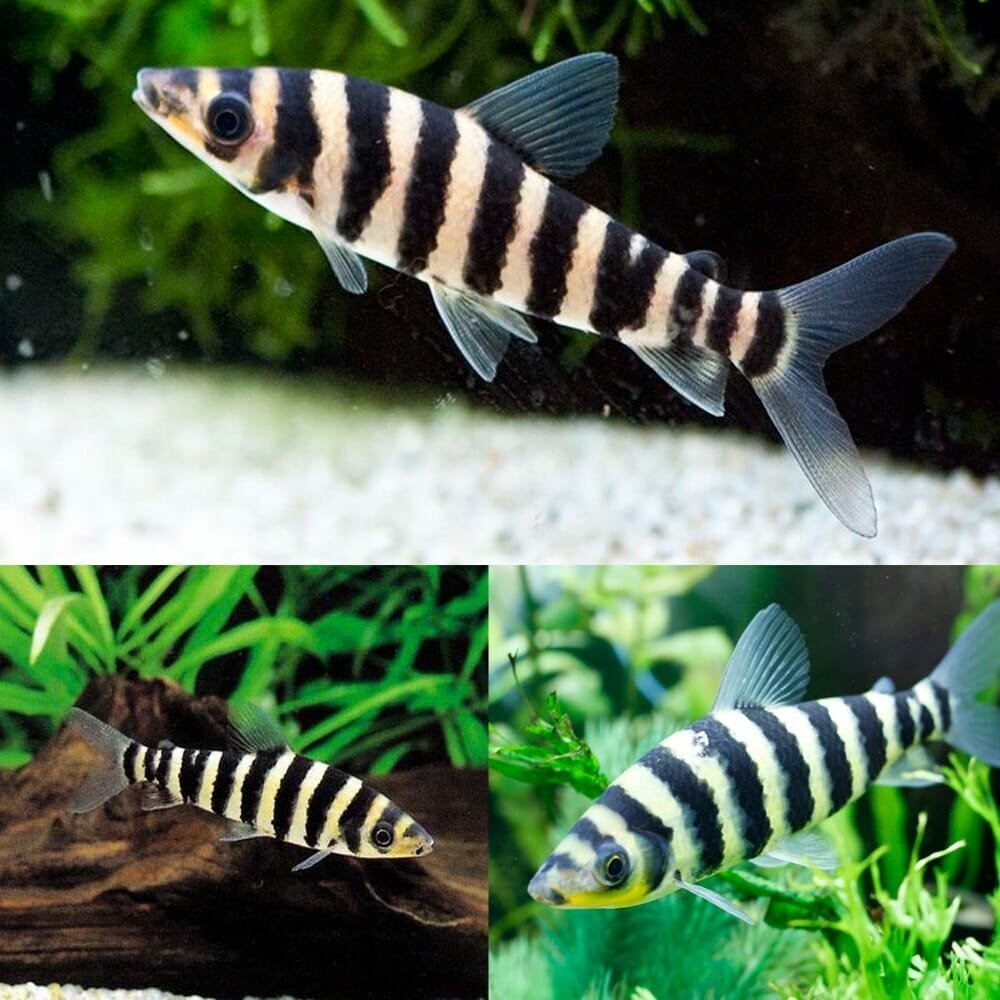 Leporinus fasciatus