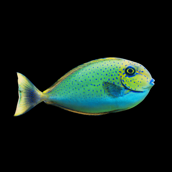 Blue-Spot-Unicorn-Tang-Naso-Vlamingi Naso Vlamings Blue Spotted Unicornfish Juvenil