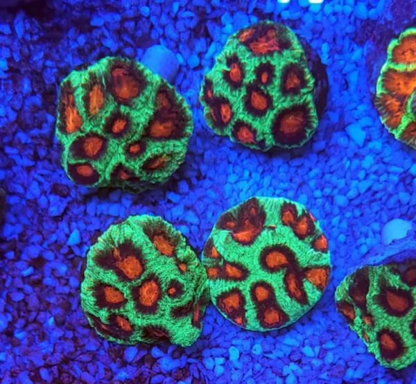 Favia-Xmass FAVIA RED GREEN MUDA Favia spp