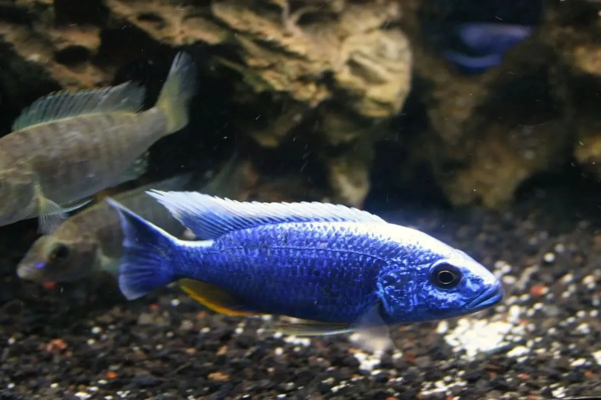 Haplochromis Electric Blue Iceberg - Imagem 2