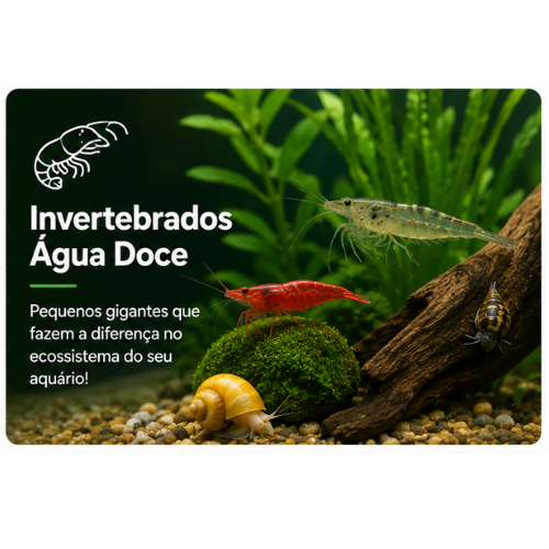 Caramujo REd Ramshorm