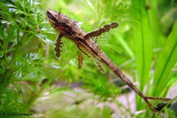 Rineloricaria steindachneri Rineloricaria steindachneri