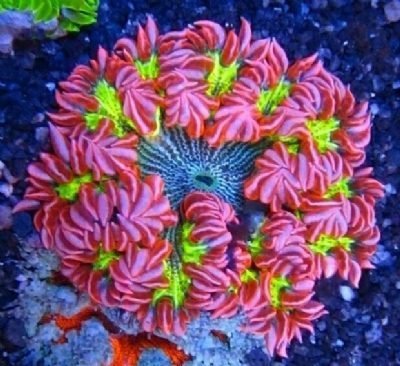 Anêmona Rock Flower ULTRA