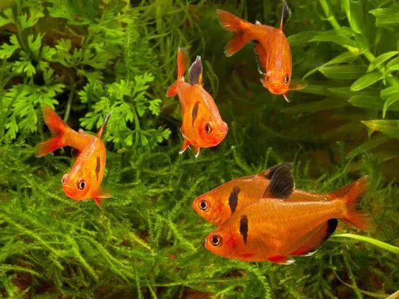 Tetra Mato Grosso (Hyphessobrycon eques)