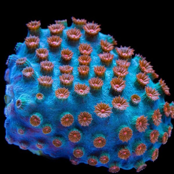 a51e65577892d813564ad769b58cc85e.jpg CYPHASTREA METEOR