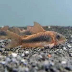 a561cbbfe3f728788f03a692c97d970a (1) CorIdora Bronze (Corydoras aeneus)