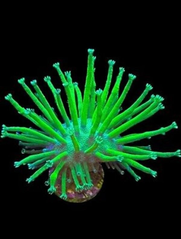 LEATHER JAPANESE LONG TENTACLE MUDA Sarcophyton