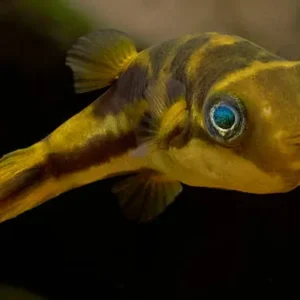 a838e701b39b455b7616ac076e1f6ebf.webp Baiacu anão Mini Baiacu Dwarf Pufferfish