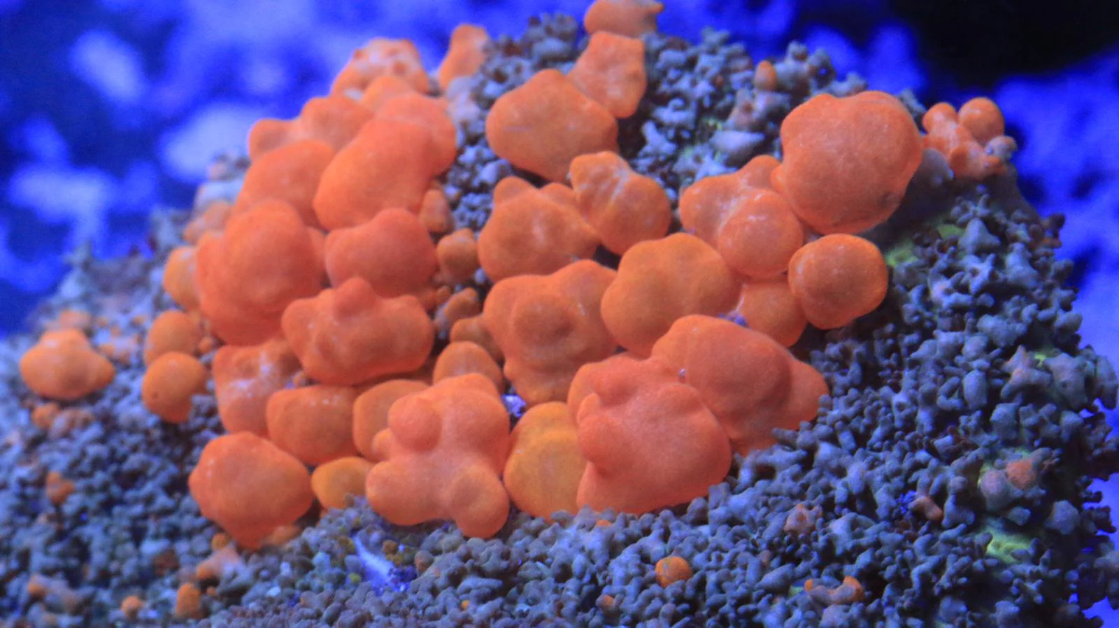 Mushroom Bounce "Raro"