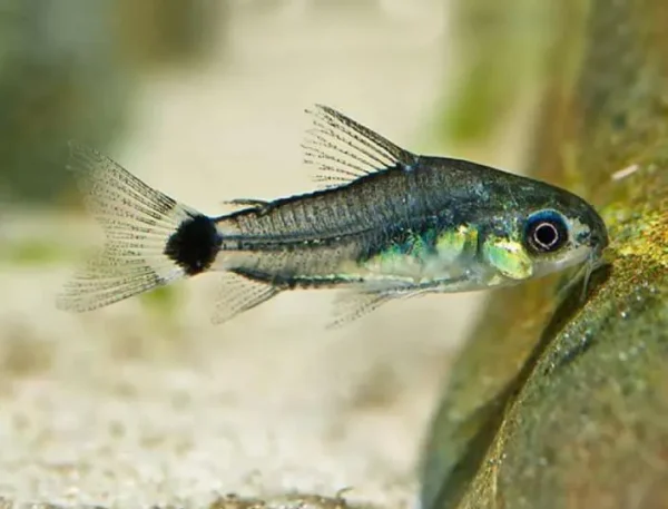 ab3d16dee93b1e952c04ac1f11dd29b5.webp Corydora Anã (Corydoras hastatus)