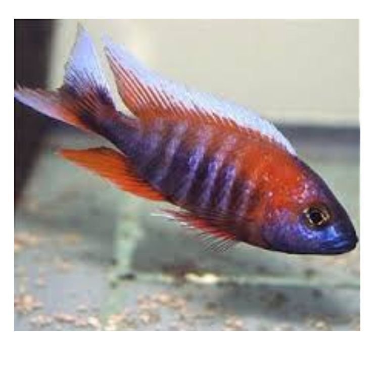 AULONOCARA RED SIDED - Imagem 2