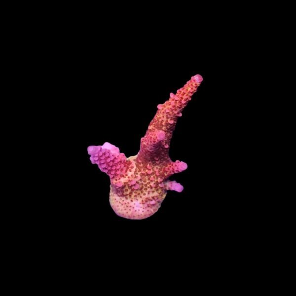 ac6dbb251d472d80f6e647c1d820ee74.jpg ACROPORA ROSE PETALS MUDA Acropora spp