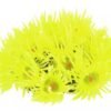 ENFEITE DE SILICONE SOMA CORAL GONIOPORA AMARELA