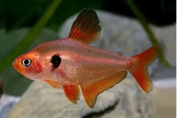 Tetra Mato Grosso (Hyphessobrycon eques)