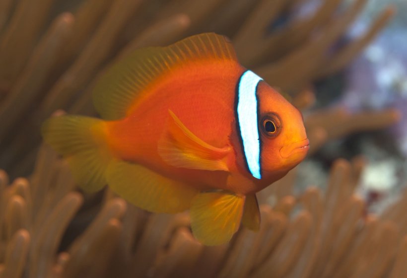 b19ec09e3fdeeee04f54a25a3b62080e.jpg Palhaço Tomato Clownfish