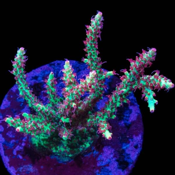 b1f52e9a899cf21aef41750f9247c9f1.jpg ACROPORA STRAWBERRY SHORTCAKE RED P MUDA Acropora