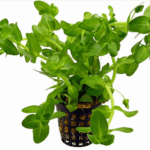 Potinho Planta Natural Bacopa Carolina