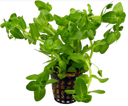 Potinho Planta Natural Bacopa Carolina