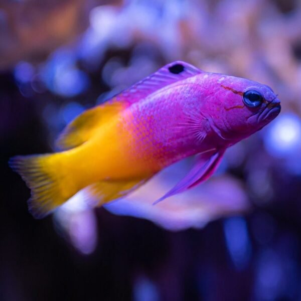 Gramma Basslet CARIBE