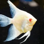 Acara bandeira albino