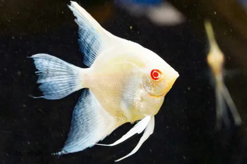 Acara bandeira albino