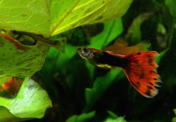 bbab67146e1209dd8a0a1d0811a7bf26.jpg Casal Guppy