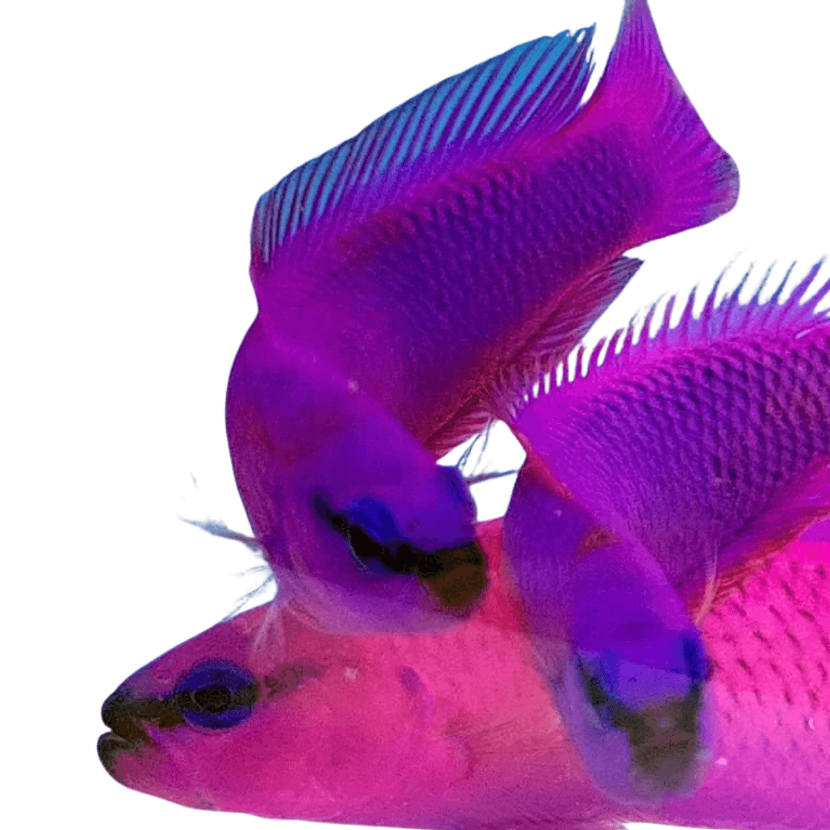 Pseudochromis fridmani
