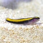 Neon Goby Yellow (Elacatinus figaro) Criado