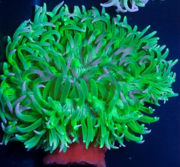 c0de09d811a06ba35e9f6e325463160b.jpg Long Tentacle Anemona Green Blue Tips