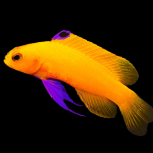 c19ba86dbd02d47744343caaa1af77ad.webp Fairy Basslet