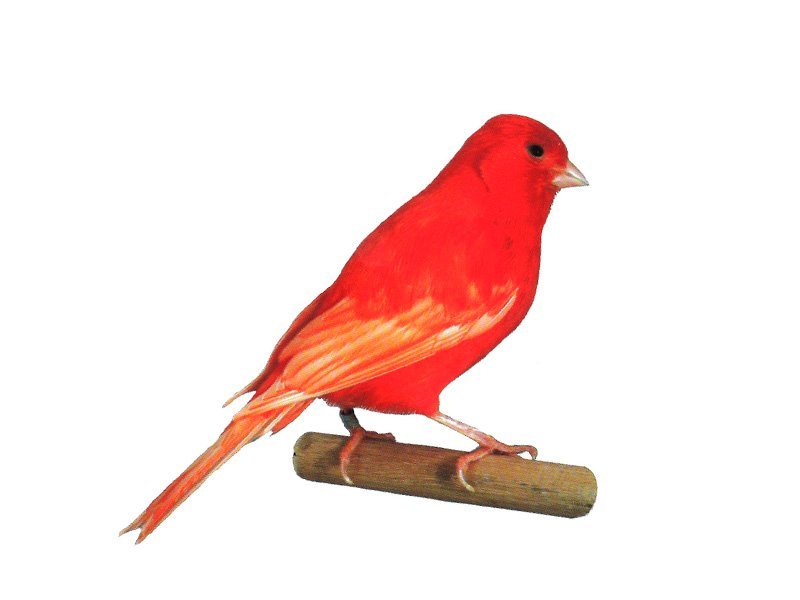 Canario Vermelho Intenso Macho Portador de Urucun