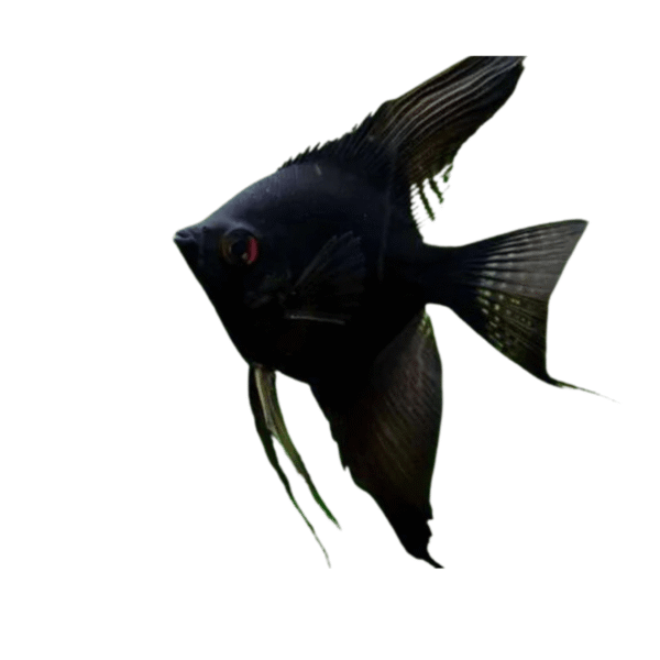 Acara Black pequeno