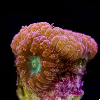 Blastomussa Merleti RED GREEN