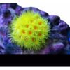 ENFEITE DE SILICONE SOMA CORAL GONIOPORA AMARELA