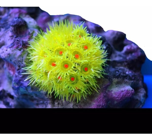 ENFEITE DE SILICONE SOMA CORAL GONIOPORA AMARELA