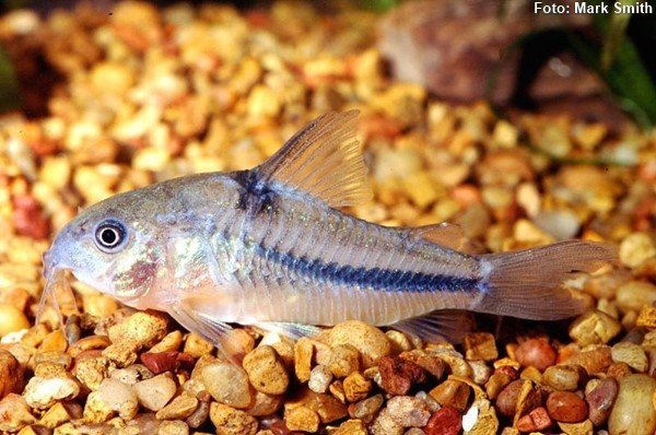 cd31fb6489d98a9cb6eac9887949669e.jpg Corydora Azul (Corydoras nattereri) coridora